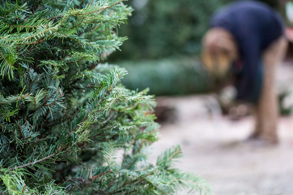 Close up of a Christmas tree with someone cutting another tree in the background.