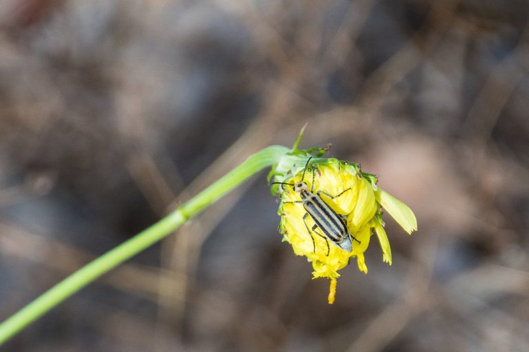 Creepy Crawlies: 16 Common Bugs in Arkansas - Somewhere In Arkansas