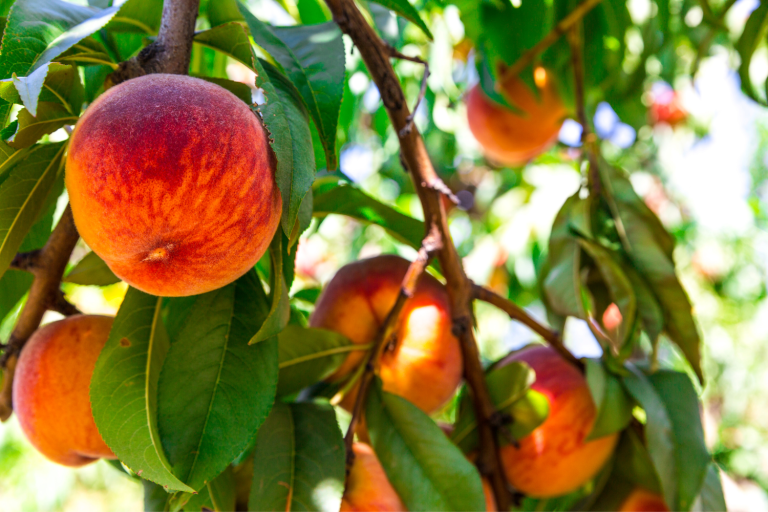 Just Peachy Peach Orchards in Arkansas (2024) Somewhere In Arkansas