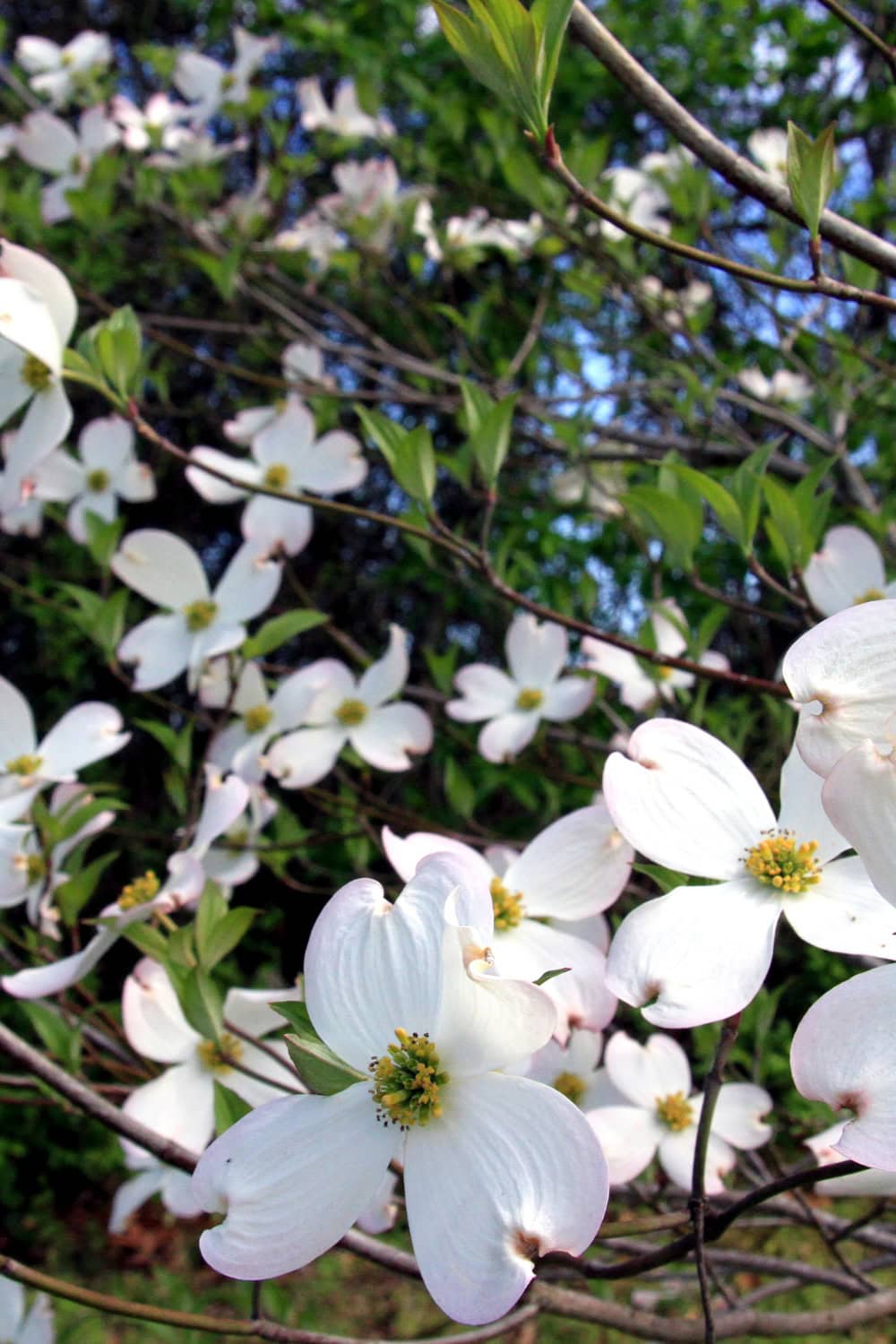 Celebrate Spring with one of the Fun Festivals in Arkansas in April ...