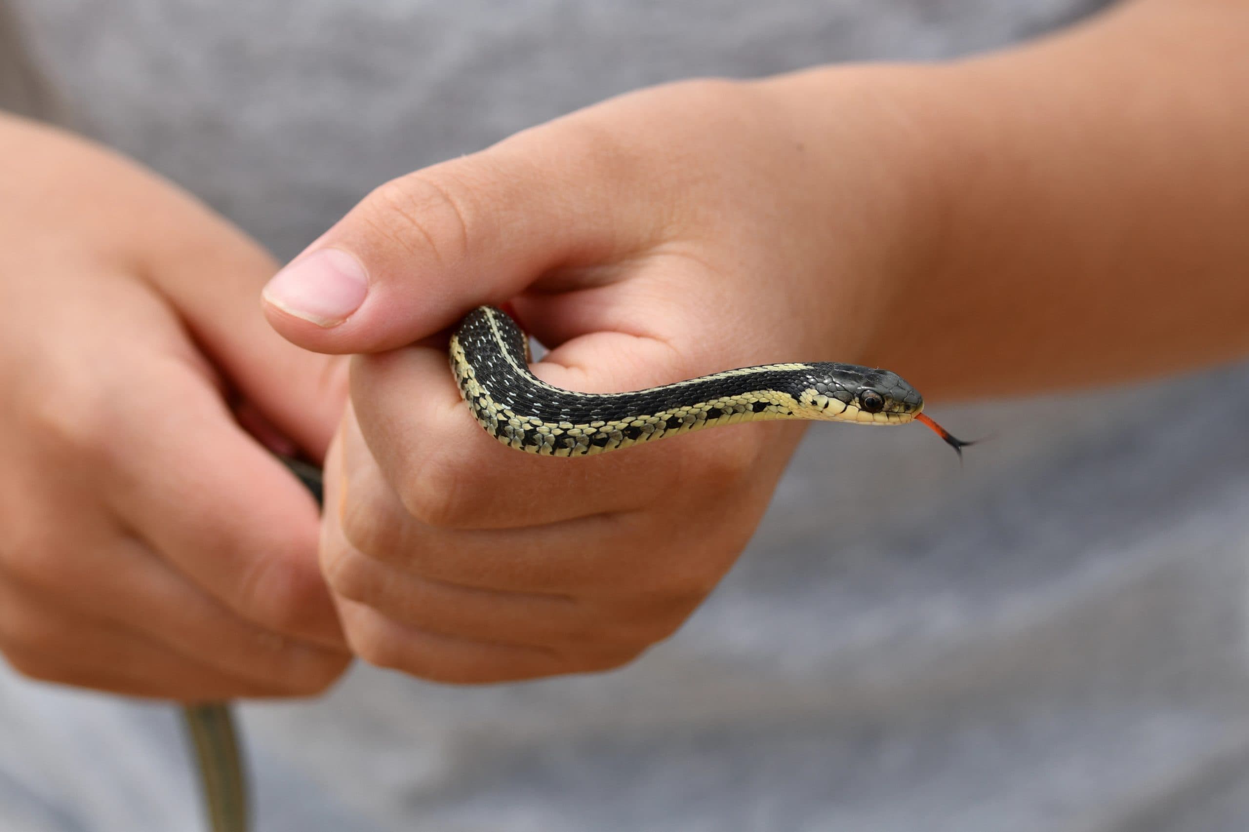 Amazing Arkansas Snakes:  A Visual Guide To Harmless Species - m6s81or