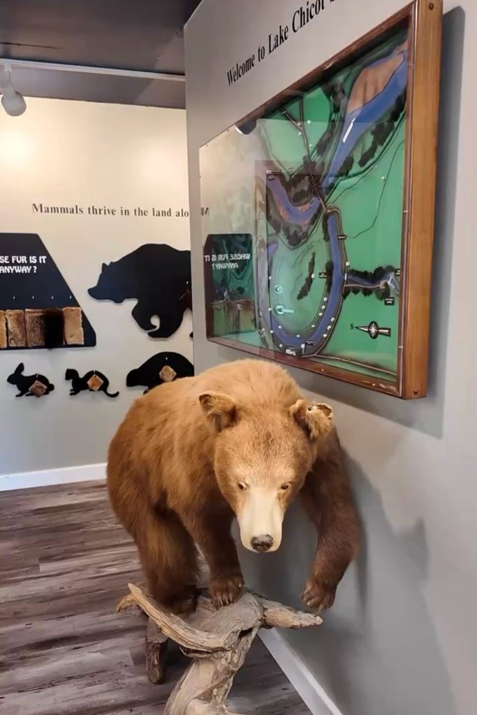 A bear in the visitor center of Lake Chicot State Park.