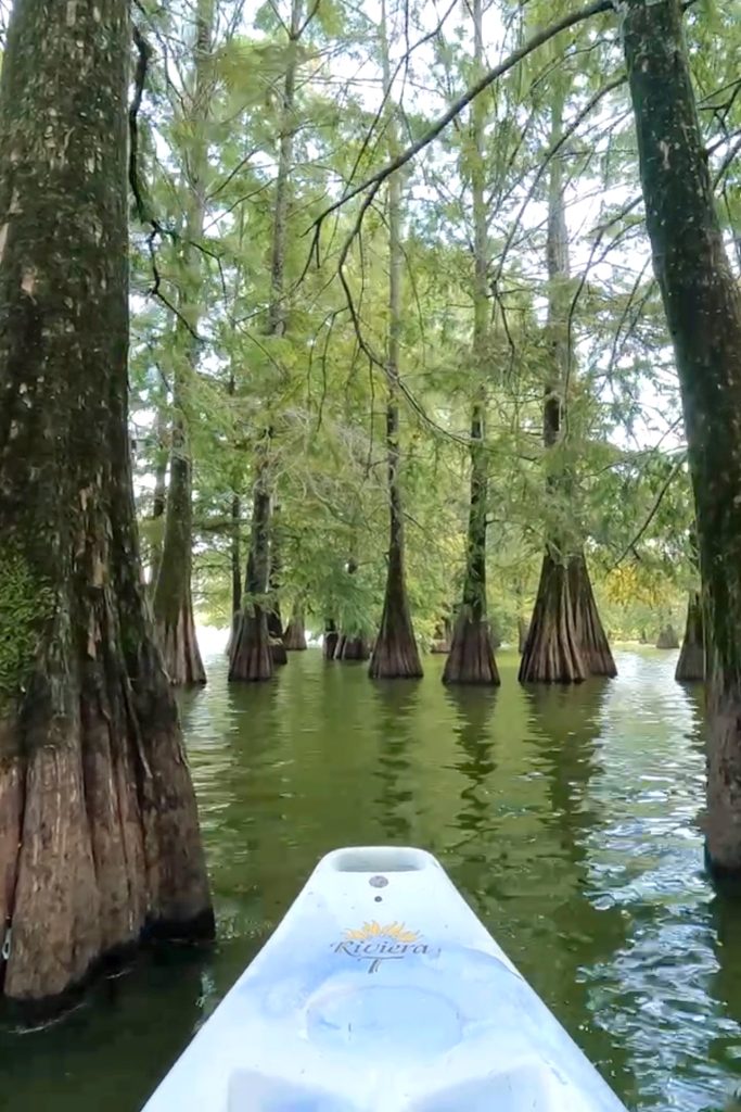 View of a kayak going through the cypress trees at Lake Chicot State Park in Lake Village Arkansas.