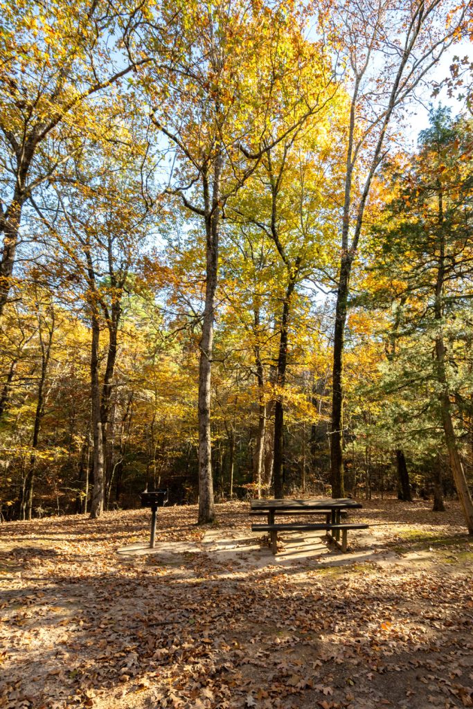 A picnic table in the middle of tall trees that are yellow and orange from fall. 
