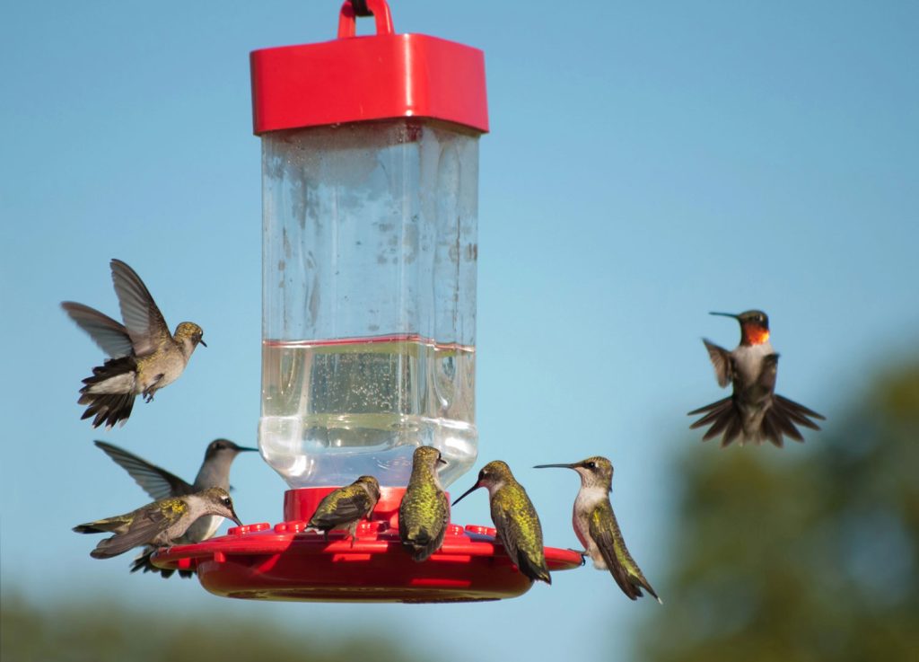 Multiple hummingbirds on a feeder.