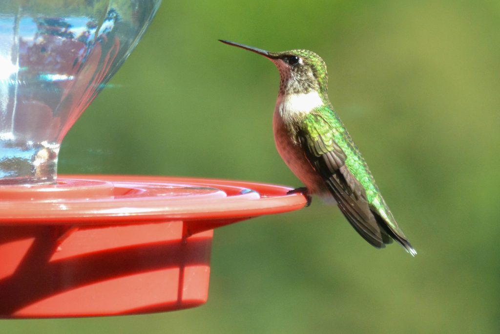 A single hummingbird in Arkansas with iridescent green feathers on a red feeder at Artist Point.