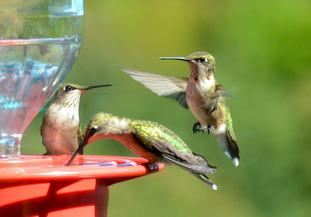 Three hummingbirds on a bird feeder in arkansas.