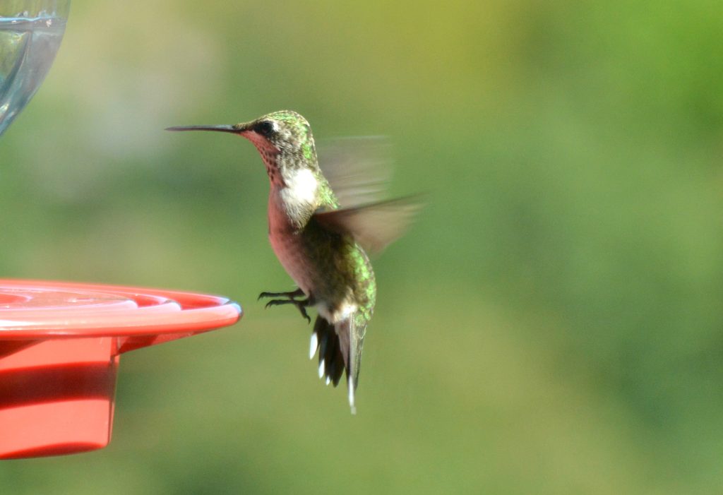 Ruby-throated hummingbird about to land on a red feeder.