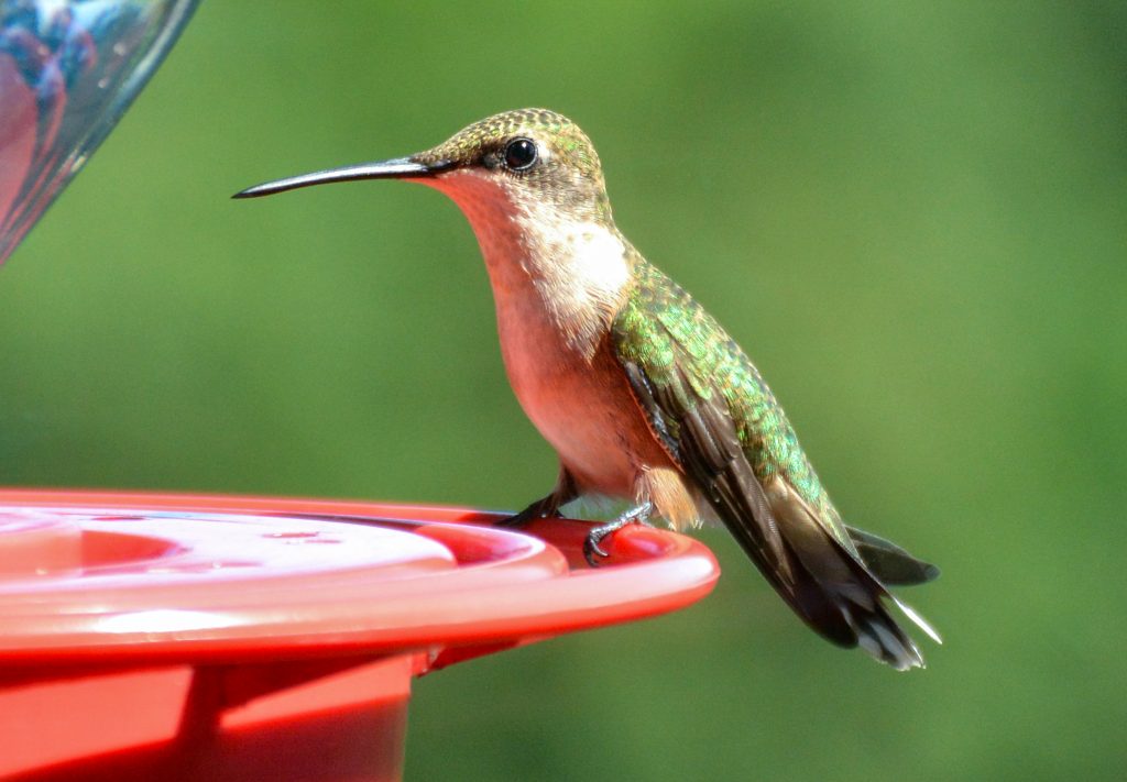 a hummingbird on a feeder at Artist Point in Arkansas.