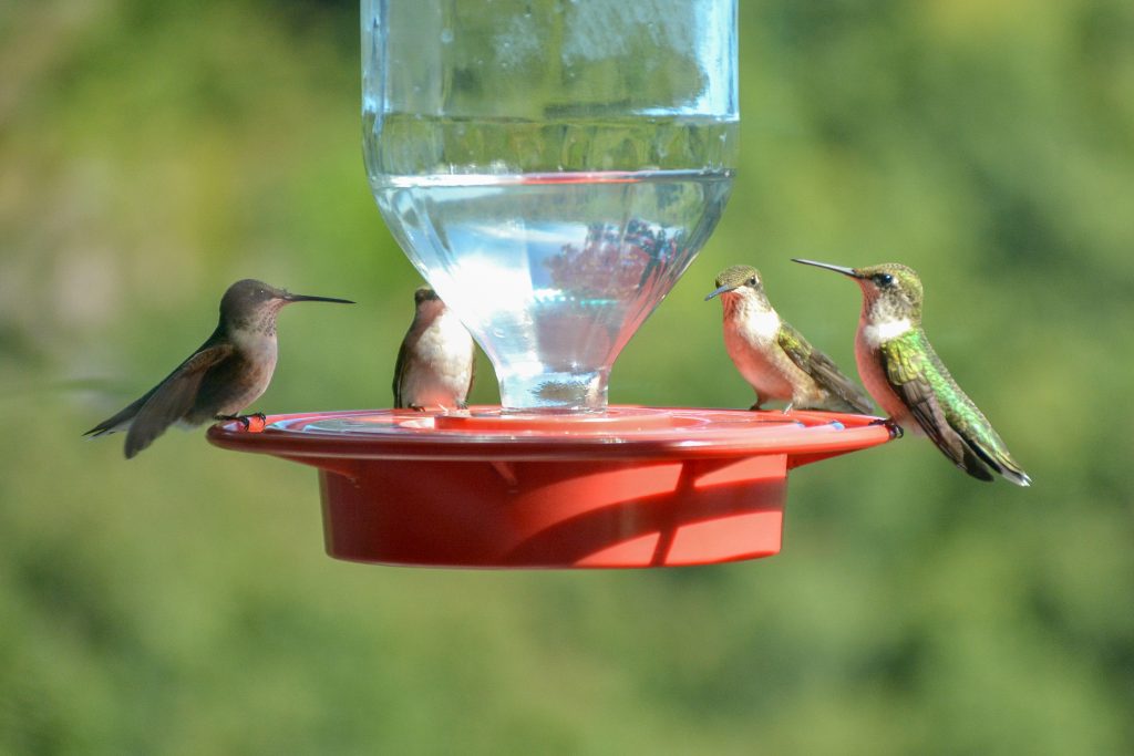 four hummingbirds on a feeder.