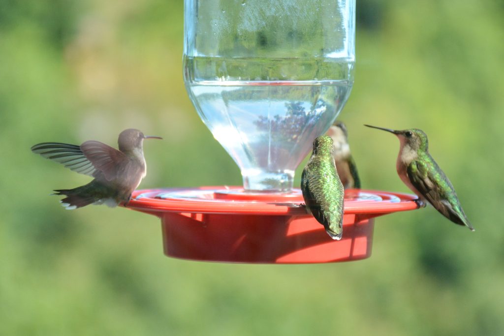 Four hummingbirds on a feeder.